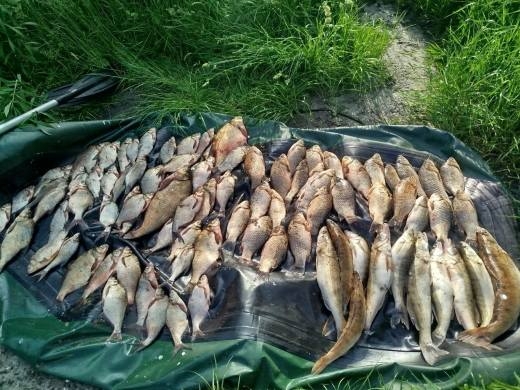 На Житомирщині затримали браконьєрів, які упіймали понад 70 кг риби, збитки – 315 тис. грн