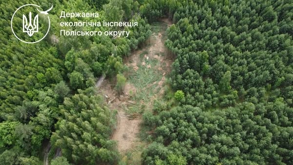 У Коростенському районі виявили майже 160 незаконно зрубаних дерев, збитки склали понад 400 тис. грн.