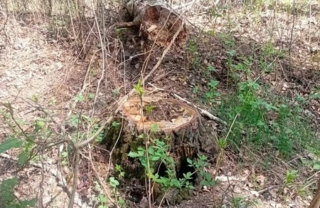 Малинська сільська рада добровільно відшкодувала збитки через незаконну порубку лісу на підпорядкованій території