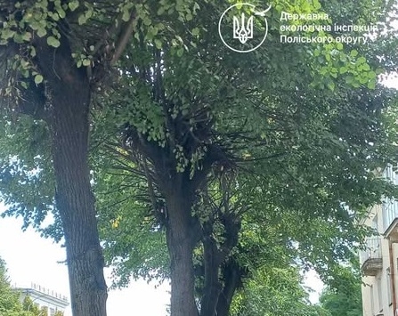 За заявою громадян Екоінспекція перевірила дотримання Правил утримання зелених насаджень у Бердичеві