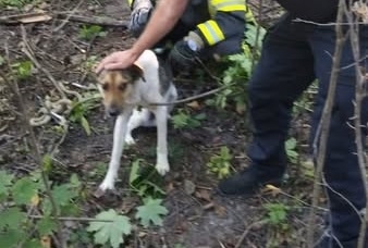 На Коростенщині в колодязь впав пес, його врятували фахівці ДСНС