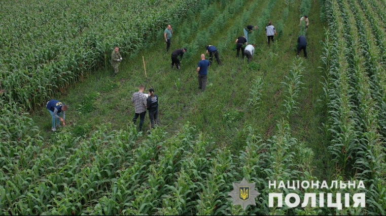 На Житомирщині виявили ще одну плантацію з коноплями, на цей раз в кукурузному полі (ФОТО; ВІДЕО)