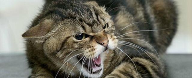 У Житомирі виявили сказ у домашнього кота, тварина була не вакцинована