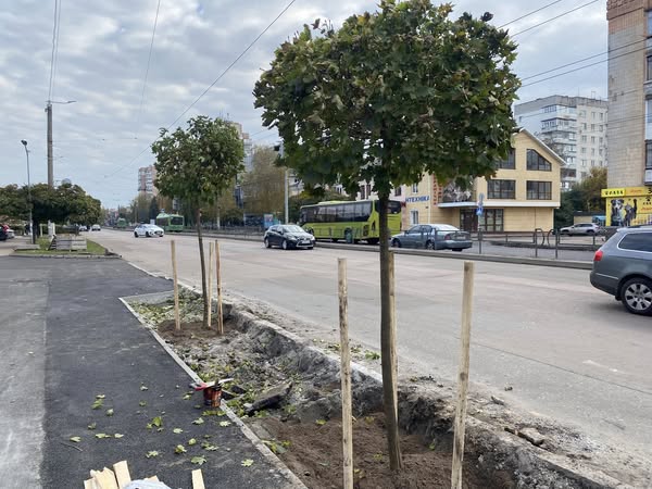 На вулиці Київській у Житомирі висаджують нові дерева