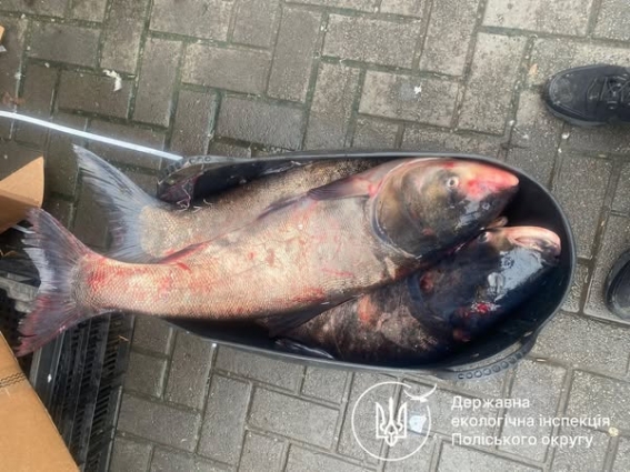 Екоінспекція виявила факт незаконного продажу риби на Житньому ринку в Житомирі