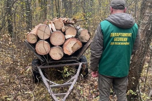 У Білокоровицькому лісництві невідомі незаконно зрізали дві сосни: збитки завдані лісу — понад 50 тис. грн