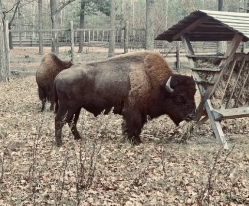 Зубрів, яких бачили у Романівській громаді прегнали до вольєра  у лісовому масиві Явенського лісництва