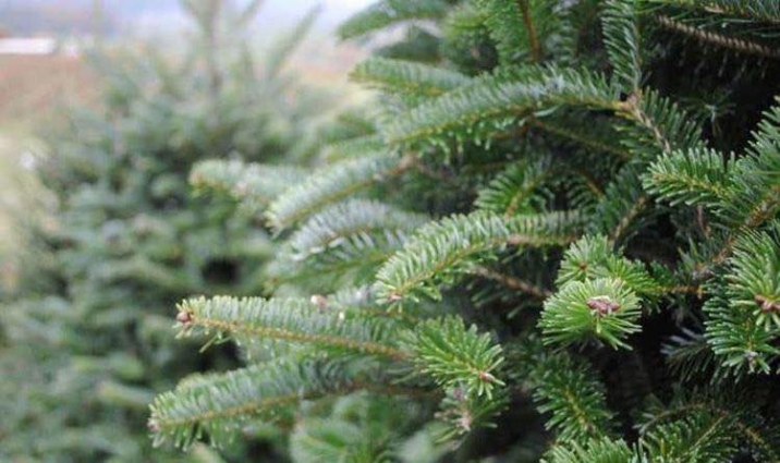 У Житомирі стартував прийом новорічних ялинок на утилізацію