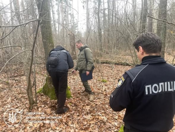 На Житомирщині, на території, підпорядкованій ПЕК, екоінспекторами виявлено незаконну порубку дубів на понад 360 тисяч гривень