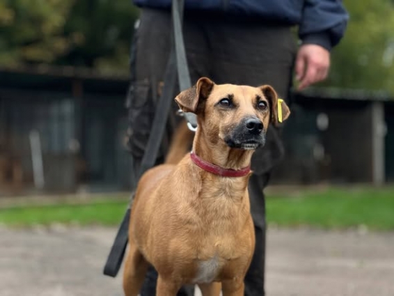 У Житомирі центр захисту тварин спільно із Half&Half та PROVET запускають благодійну акцію «Другий шанс»