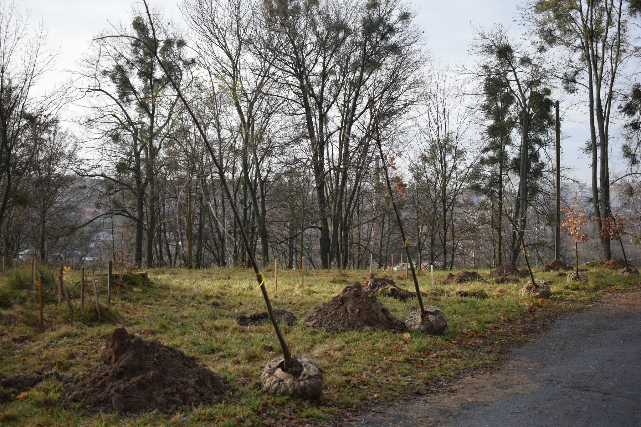«Алея роздумів»: у Звягелі висадили 15 дубів