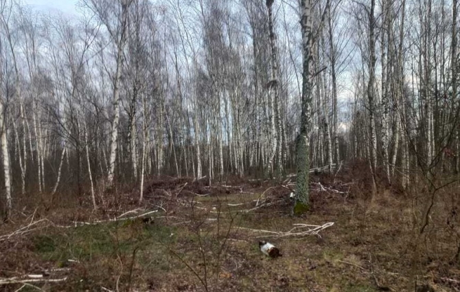 Під час патрулювання ПЕК №1 на території Березівської громади екоінспектори виявили незаконну порубку дерев: збитки майже 2,5 млн грн