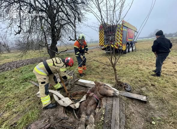 У Житомирському районі рятувальники визволили коня з 3-метрового колодязя