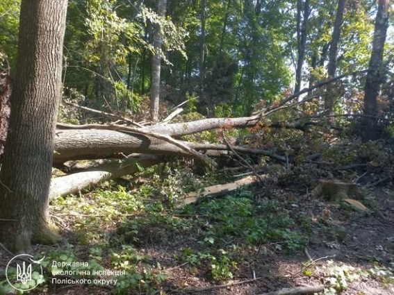 Понад 2 млн грн шкоди за незаконні порубки в Пулинській громаді: Інспекція звернулась до суду щодо відшкодування збитків