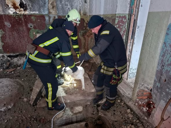 У Бердичеві фахівці ДСНС врятували песика