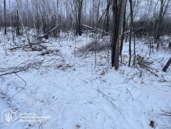 За фактом незаконної порубки дерев в Хорошівській громаді порушник має сплатити майже 30 тис. грн завданих довкіллю збитків