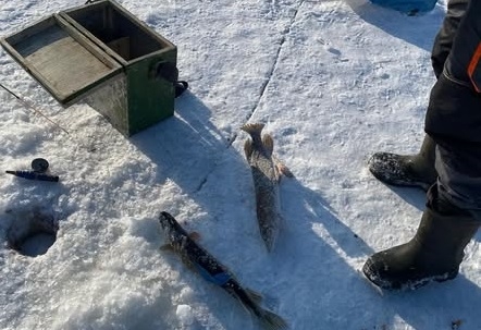 У Малині оштрафували рибалку за вилов риби у зимувальній ямі