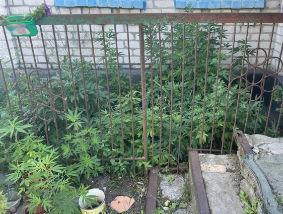 За незаконні оборудки з нарковмісними рослинами жителю Новоборівської громади загрожує ув’язнення