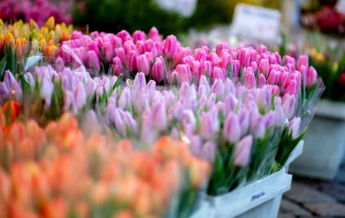 У Житомирі з 1 березня працюватимуть майданчики для продажу квітів