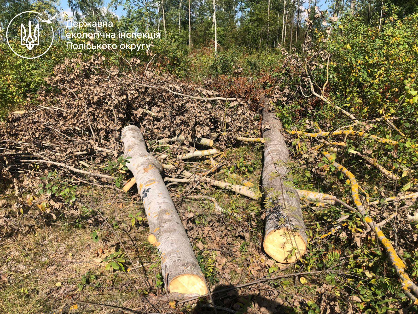 Інспекція звернулася до суду щодо стягнення майже 1,9 млн грн збитків за незаконну порубку лісу в Хорошівській громаді на Житомирщині