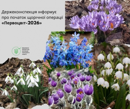 Екологи посилять контроль за збереженням рідкісних первоцвітів у Житомирській області та нагадують про штрафи