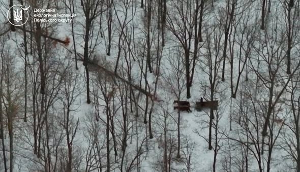 Незаконну порубку дерев на Житомирщині виявлено за допомогою дрона: порушника притягнуто до відповідальності