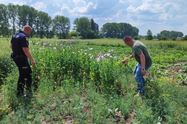 У Черняхівській та Волицькій громадах поліцейські ліквідували посіви заборонених рослин