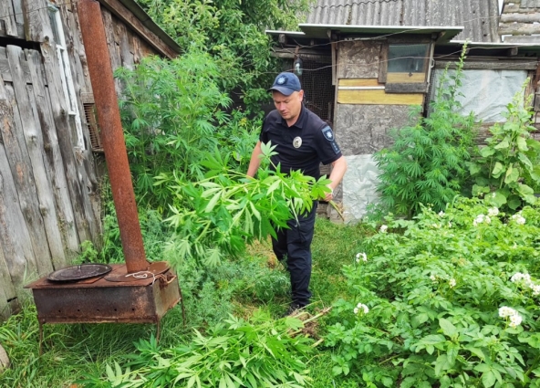 У Черняхові та Житомирі поліцейські вилучили з приватних домоволодінь нарковмісні рослини