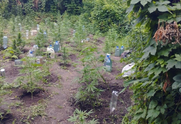У Ружинській громаді у місцевого жителя вилучили 140 рослин коноплі, нарковмісне зілля росло на закритій кущами прибережній зоні