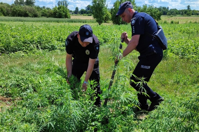 Поліцейські ліквідували посіви коноплі в Житомирі та Черняхівській громаді