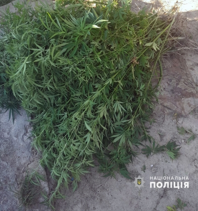 Правоохоронці вилучили посіви нарковмісних рослин у п’яти мешканців Овруччини