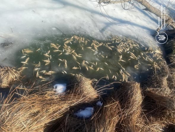 Екоінспекція зафіксувала загибель понад 700 водних біоресурсів у поверхневій водоймі на річці Крошенка