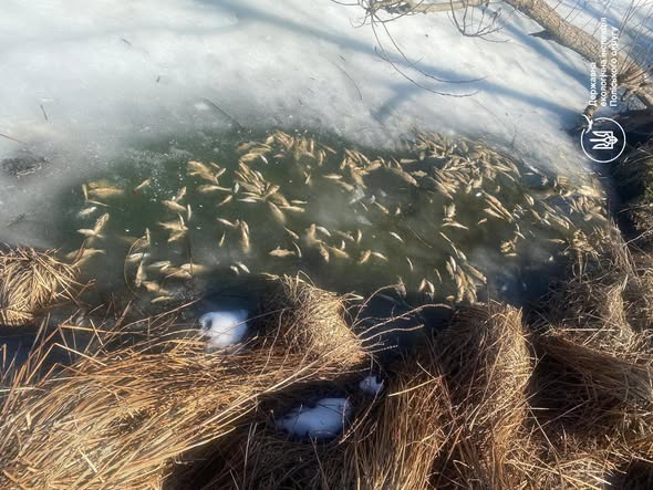 Екоінспекція зафіксувала загибель понад 700 водних біоресурсів у поверхневій водоймі на річці Крошенка