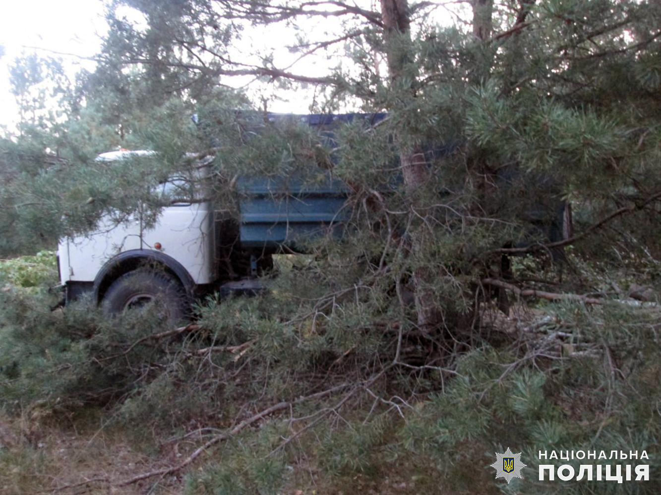 За незаконну порубку деревини місцевим жителям Бердичівщини загрожує кримінальна відповідальність