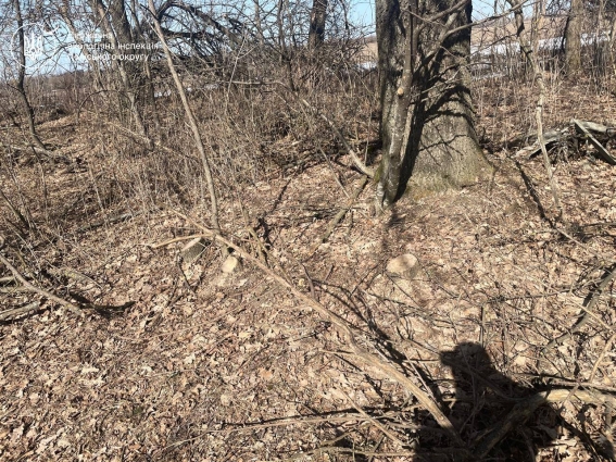 У Житомирському районі виявили незаконну порубку 4 кленів