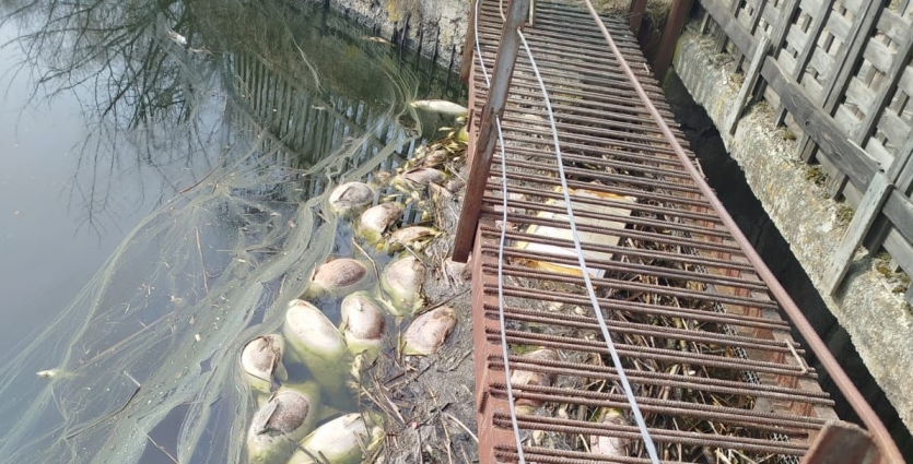 Понад 2 млн грн збитків через масову загибель риби у річці Крошенка: екоінспекція передала матеріали до прокуратури
