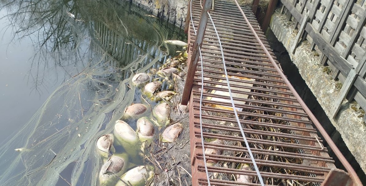 Понад 2 млн грн збитків через масову загибель риби у річці Крошенка: екоінспекція передала матеріали до прокуратури