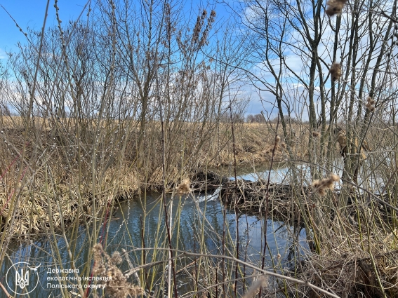 Інженери без дипломів: 7 квітня відзначається Міжнародний день бобра