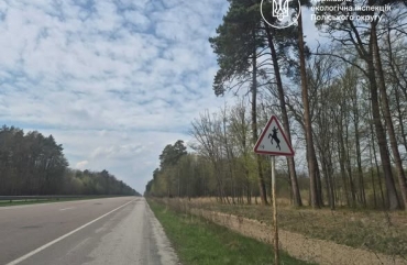 Червонокнижний лось загинув унаслідок ДТП: екоінспекція готує матеріали для Національної поліції