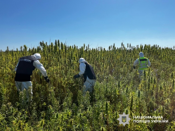 У Житомирській області поліцейські викрили незаконні посіви конопель та вилучили наркотичні речовини