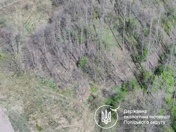 У Коростишівській громаді екоінспекція встановила понад 1,7 млн грн шкоди за незаконну порубку 126 дерев