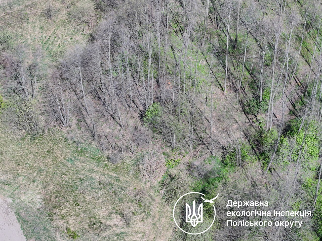 У Коростишівській громаді екоінспекція встановила понад 1,7 млн грн шкоди за незаконну порубку 126 дерев