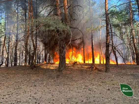 У Словечанському надлісництві через дві пожежі вигоріло понад 36 га територій: перевіряють версію про навмисний підпал