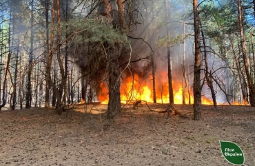 У Словечанському надлісництві через дві пожежі вигоріло понад 36 га територій: перевіряють версію про навмисний підпал