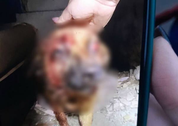 У Романові 36-річний чоловік побив безпритульну собаку металевою трубою