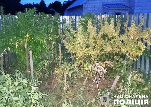 У трьох районах Житомирщини в місцевих жителів виявлено понад 150 нарковмісних рослин