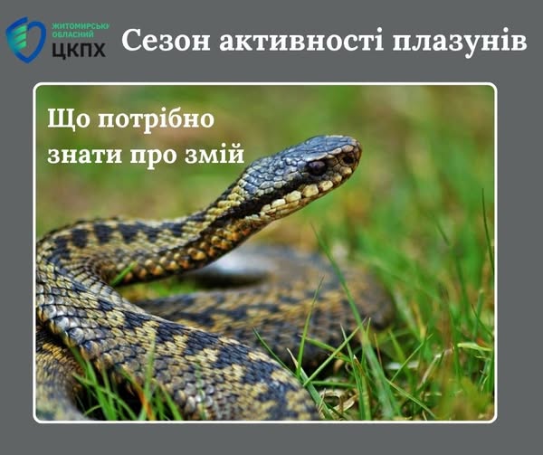 На Житомирщині за минулий рік зафіксували 13 випадків укусів змій