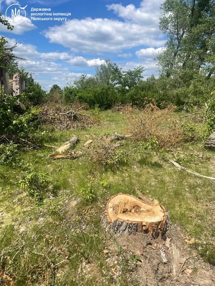 На Коростенщині виявили незаконне видалення 17 тополь: збитки довкіллю перевищили 41 тис. грн