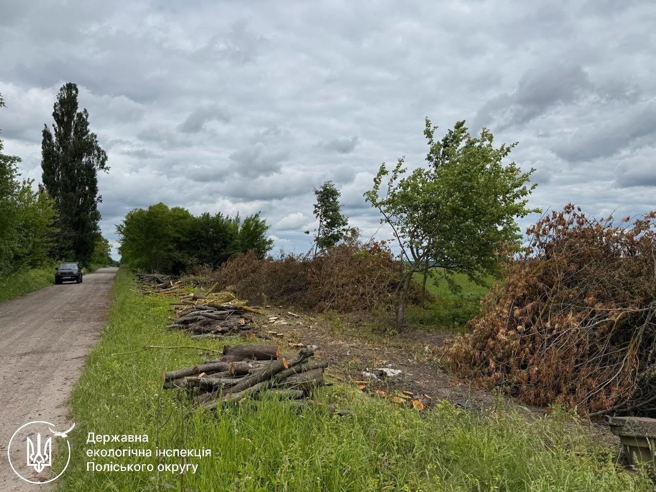 ДЕІ Поліського округу підтвердила факт порубки 80 дерев та розпочала розрахунок збитків