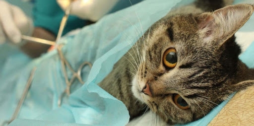 У Житомирі безоплатно стерилізуватимуть домашніх тварин (ВІДЕО)